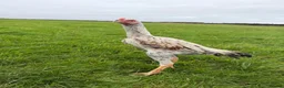 Chickens poultry for sale: Aseel x shamo  - Advert 2