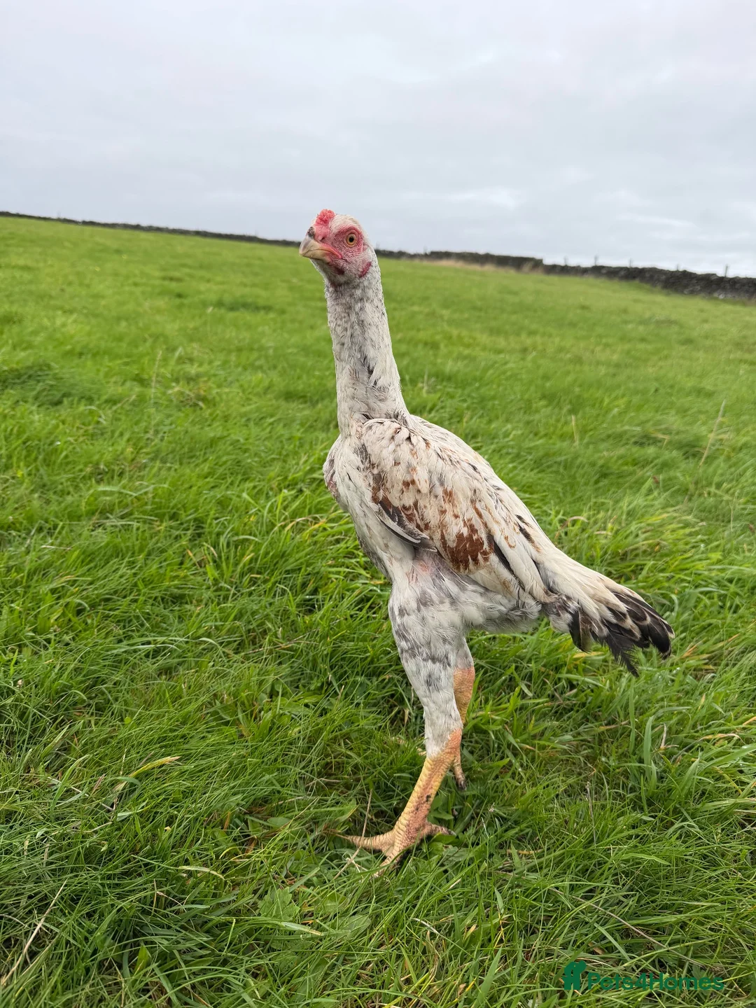 Chickens poultry for sale: Aseel x shamo  - Advert 2