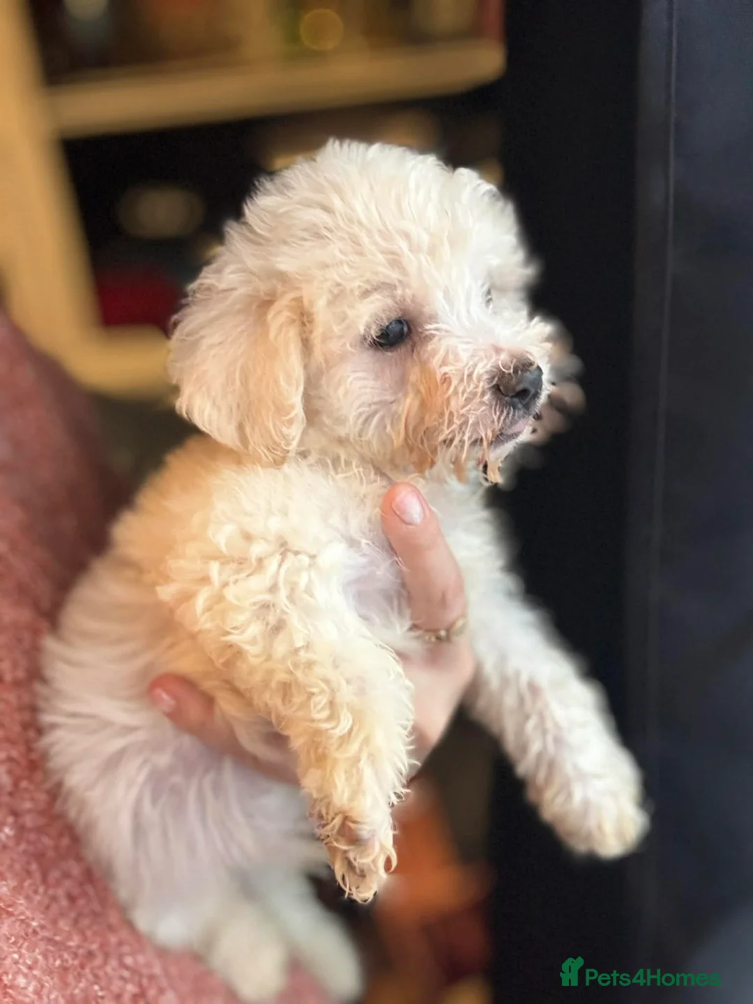 Bichon Frise dogs for sale: Bichon frise - Advert 2