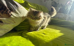 British Longhair cats for sale: Last British Longhair kitten  - Advert 12