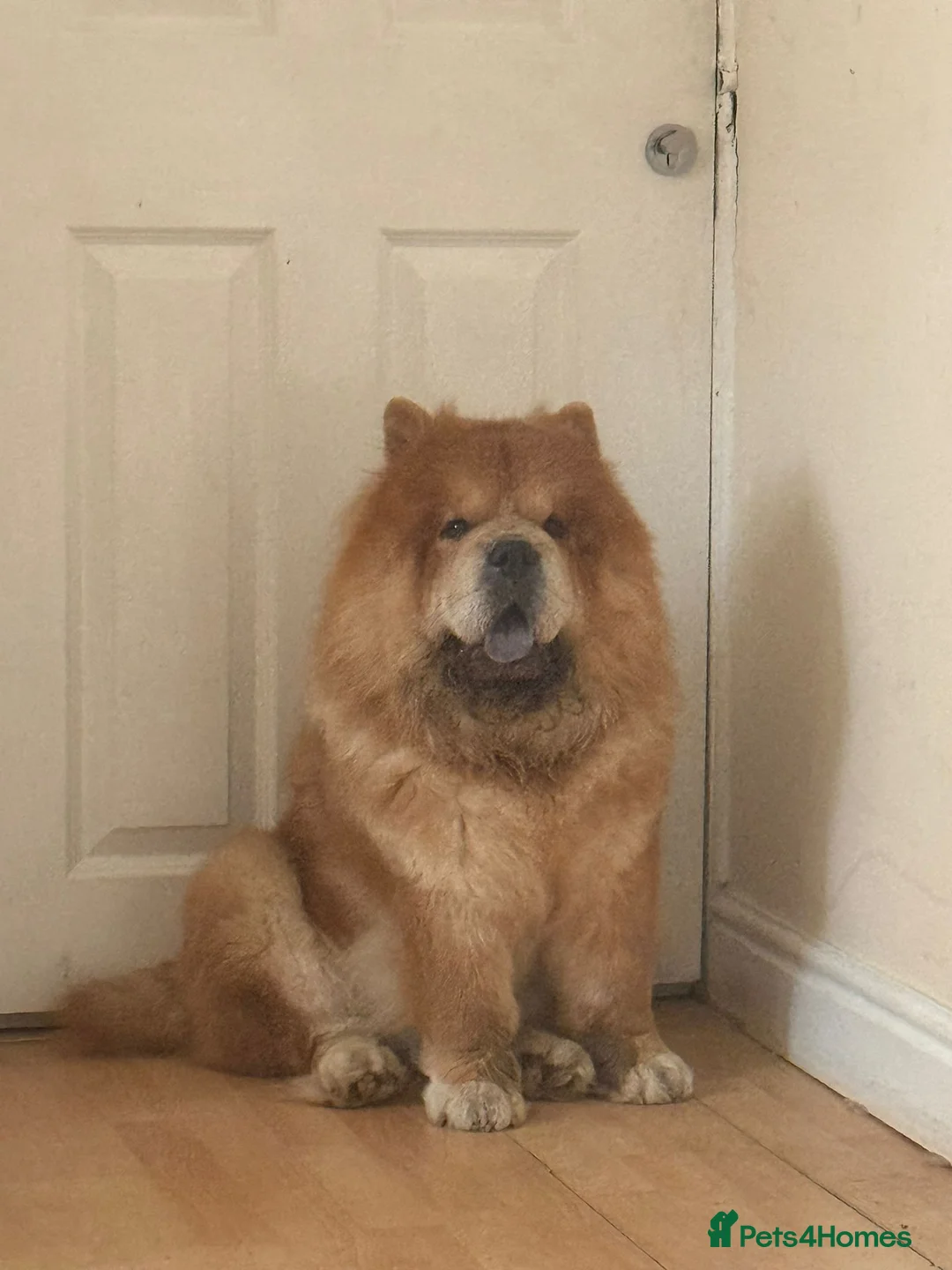 Chow Chow dogs for sale: Chino the chow chow - Advert 2