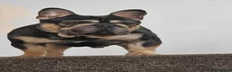 French Bulldog dogs for sale: French bulldog puppies for sale  - Advert 9