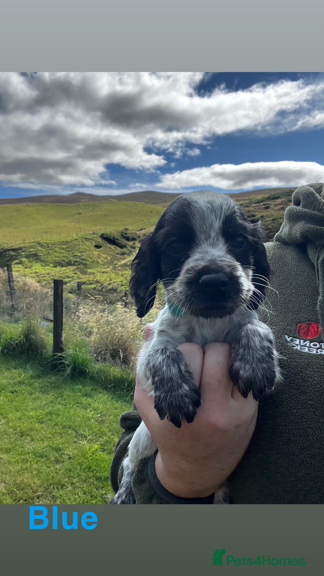 Cocker Spaniel dogs for sale: Cocker Spaniel Puppies  - Image 2