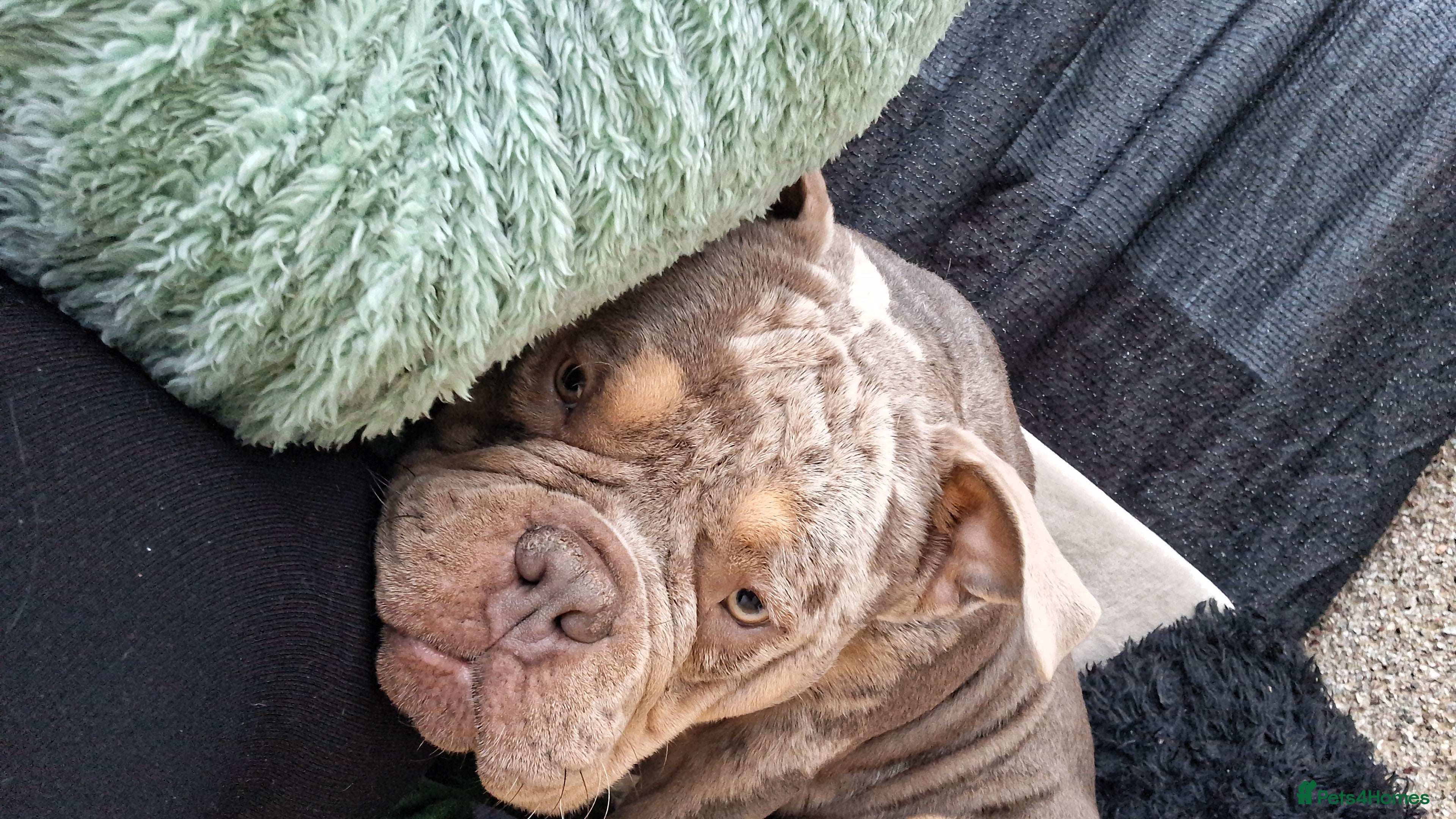 American Bully dogs American bully pocket boys  - Advert 1