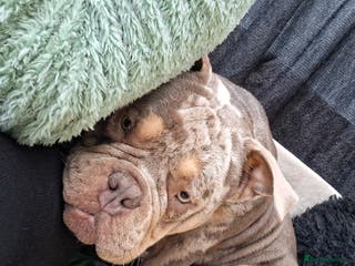 American Bully dogs American bully pocket boys - Advert 17