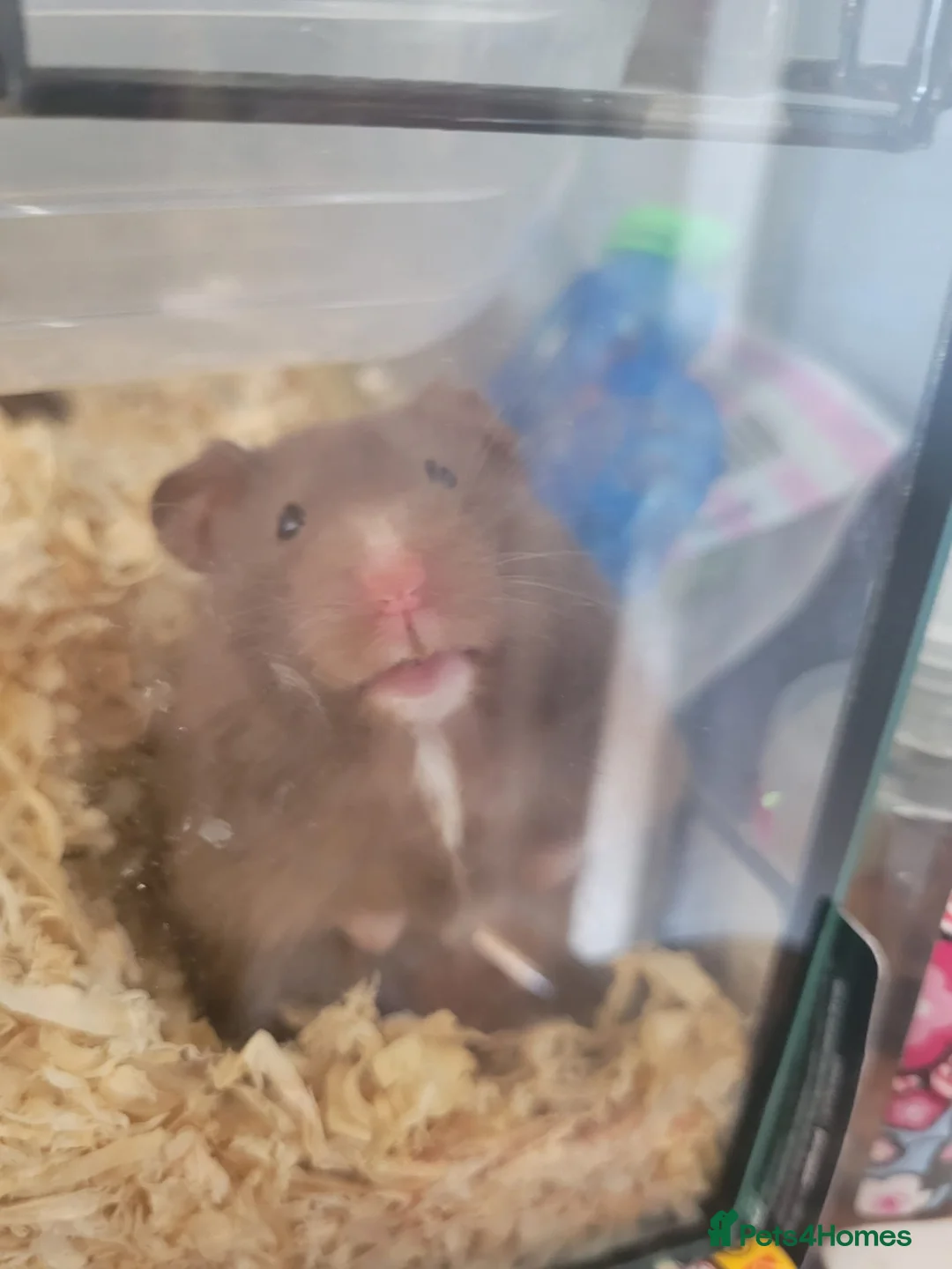 Hamster rodents for sale: Hamster for sale  - Advert 11