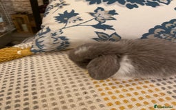 Mini Lop rabbits for sale: 5 beautiful minilops - Image 5