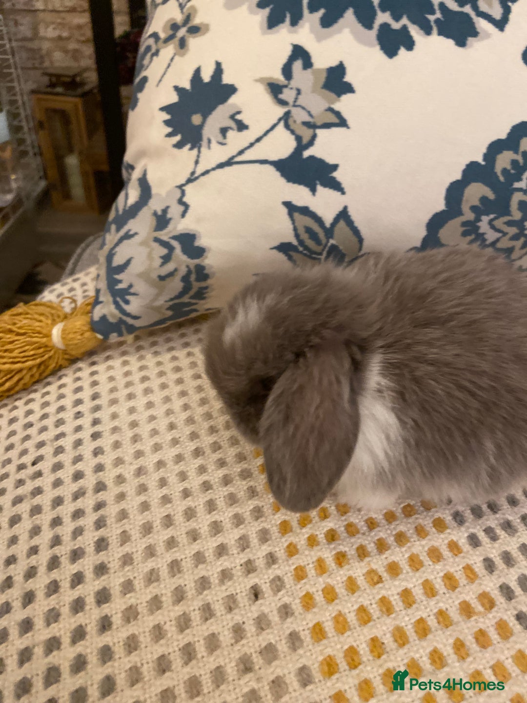 Mini Lop rabbits for sale: 5 beautiful minilops - Image 5