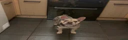French Bulldog dogs for sale: Male frenchie  in Cannock - Advert 2