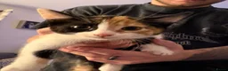 Mixed Breed cats for sale: 3 beautiful kittens in Nottingham - Advert 2
