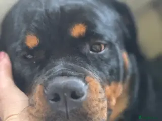 Rottweiler dogs 11 months rottweiler female for sale in Harwich - Advert 3