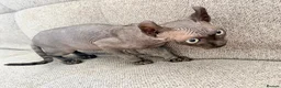 Sphynx cats for sale: Female Elf Sphynx Kitten – TICA Registered Parents - Advert 8