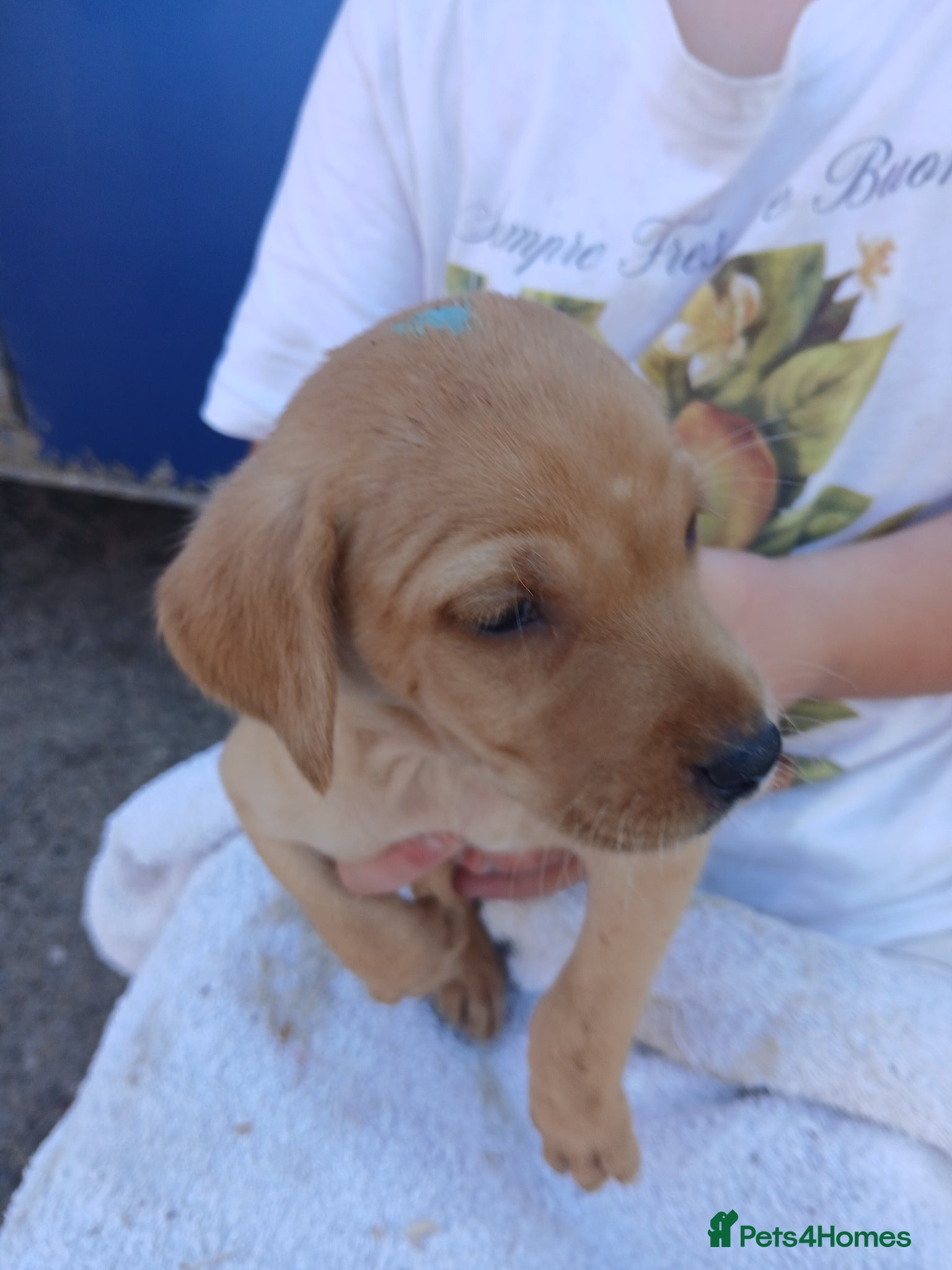 Labrador Retriever dogs for sale: Fabulous litter of golden and fox red lab puppies. - Advert 20