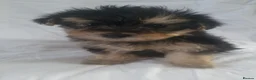 Morkie dogs for sale: Morkie puppies 5 🌟 licence breeder  - Advert 8
