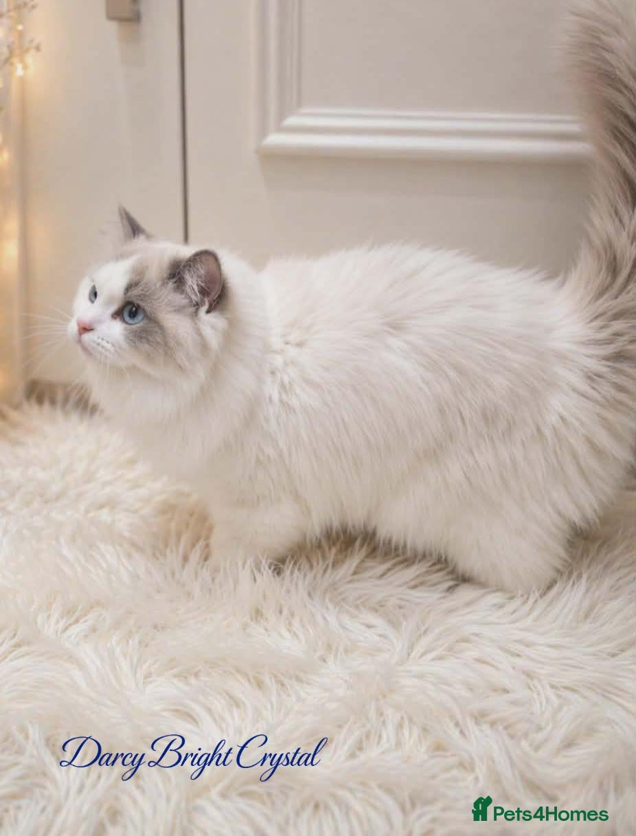 Ragdoll cats TICA Registered Champion Bloodline Ragdoll Kittens - Advert 1