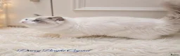 Ragdoll cats for sale: TICA Champion Bloodline Ragdoll Kittens - Advert 3