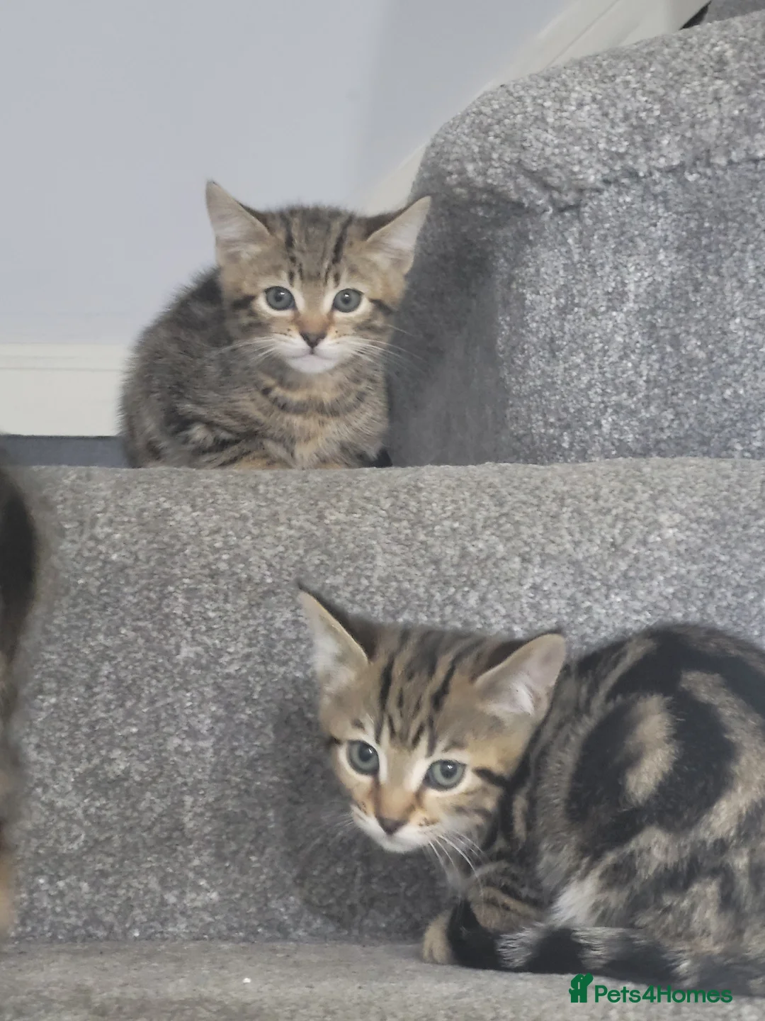 Mixed Breed cats for sale: 7 Beautiful kittens for sale 🐾🐈😻 - Advert 4