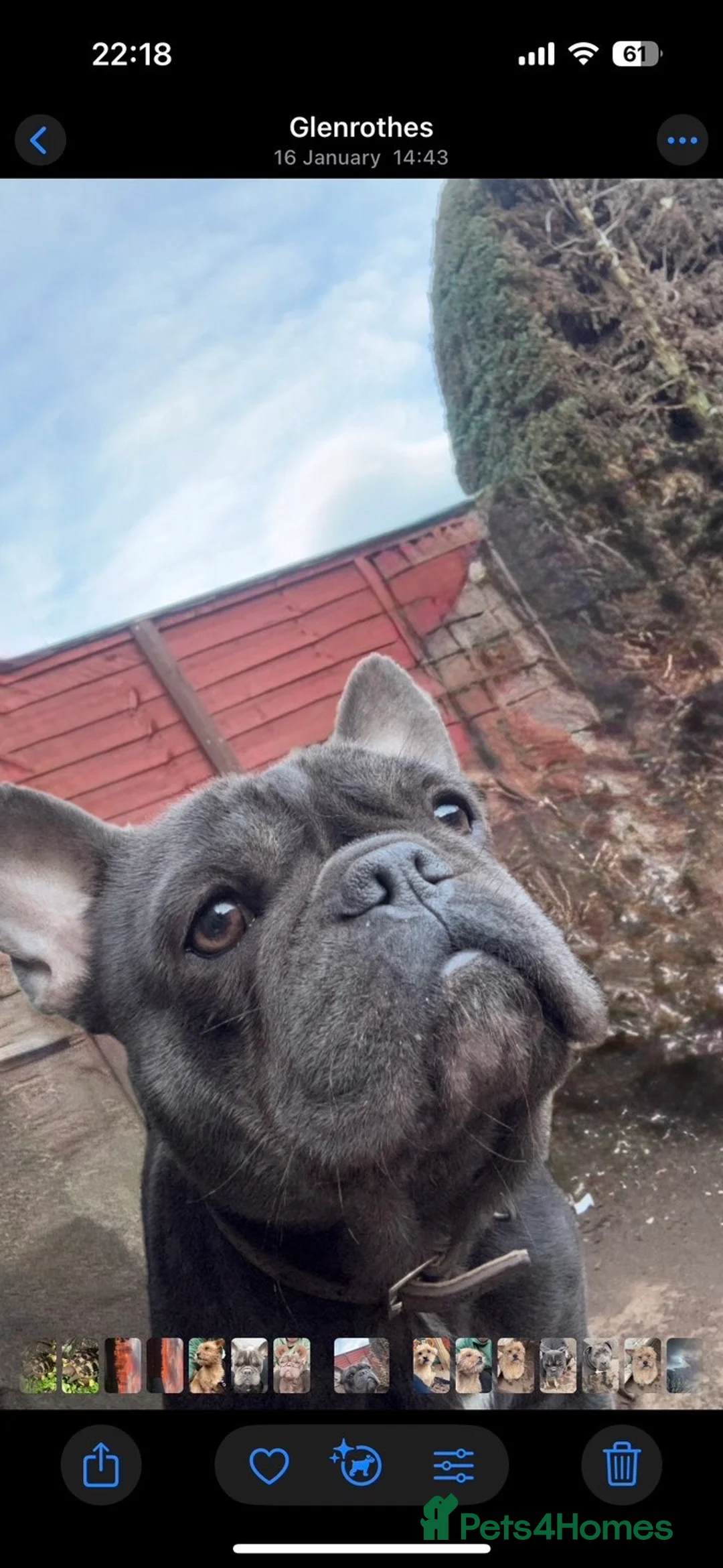 French Bulldog dogs for sale: French bulldog for rehoming  - Advert 2