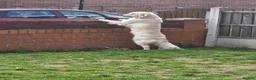 Golden Retriever dogs for sale: Female Golden Retriever  - Advert 4