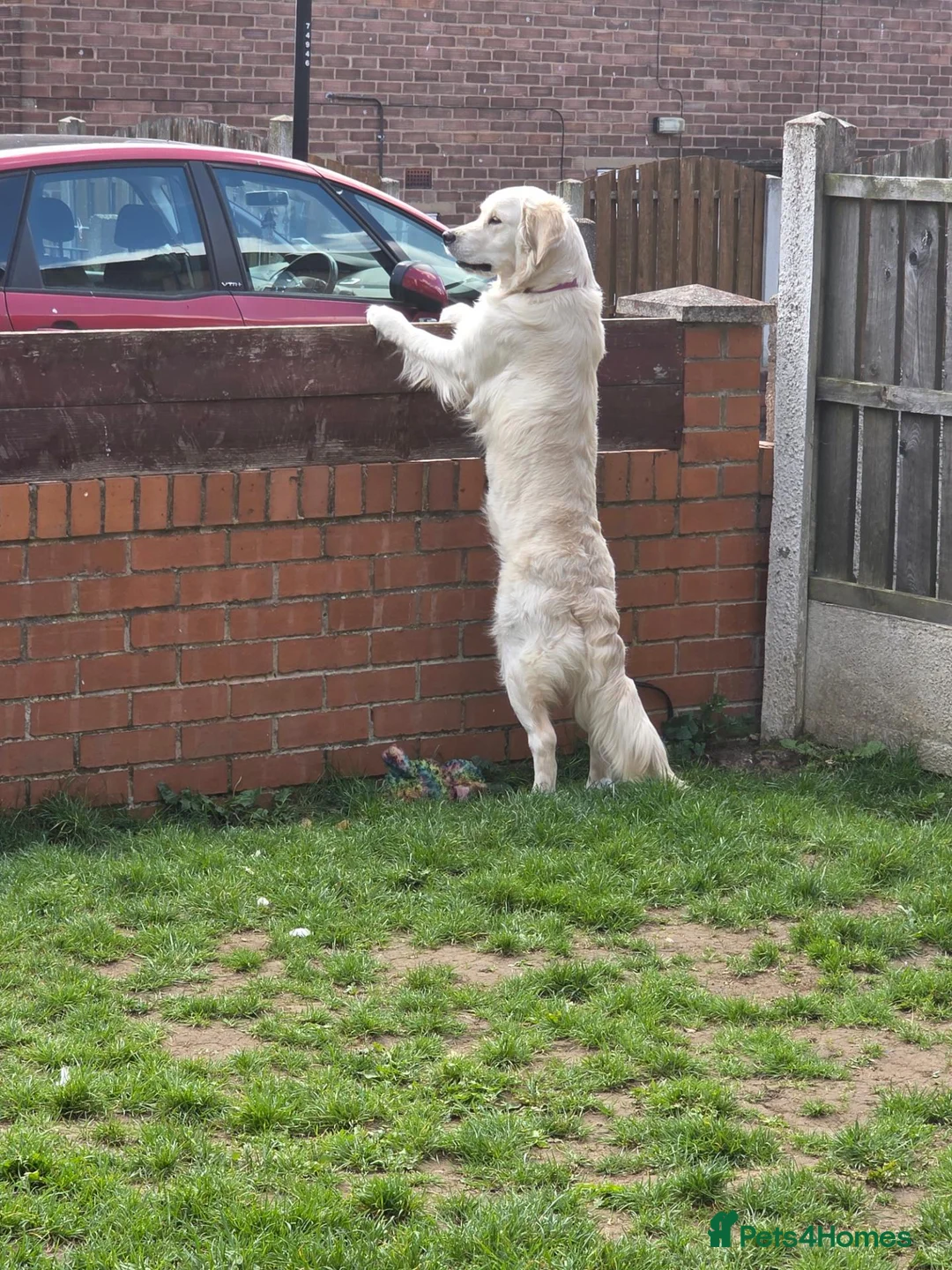 Golden Retriever dogs for sale: Female Golden Retriever  - Advert 4
