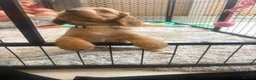 Cocker Spaniel dogs for sale: Beautiful Golden cockers free insurance with agria - Advert 24