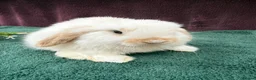 Mini Lop rabbits for sale: Three mini lop boys available  - Advert 4
