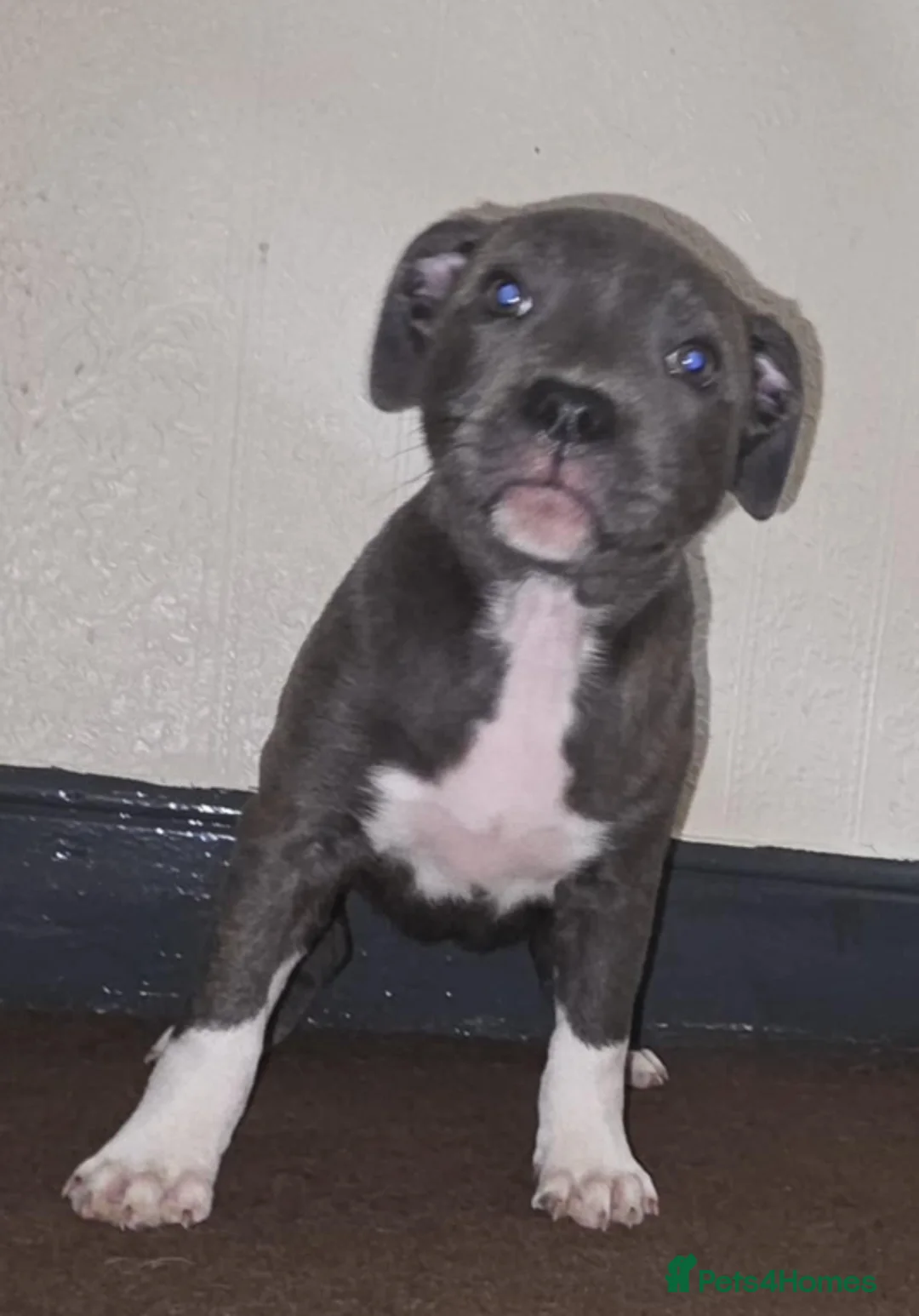 Staffordshire Bull Terrier dogs for sale: Last Kc Blue girl Staff pup. - Advert 2