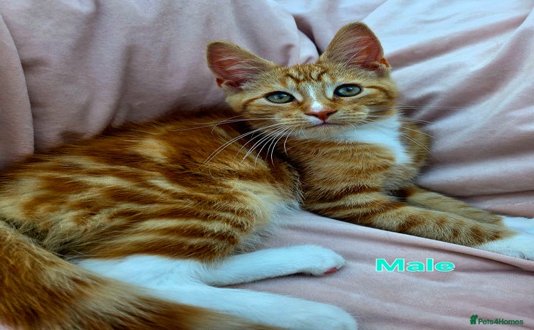 Mixed Breed cats for sale - Advert 1