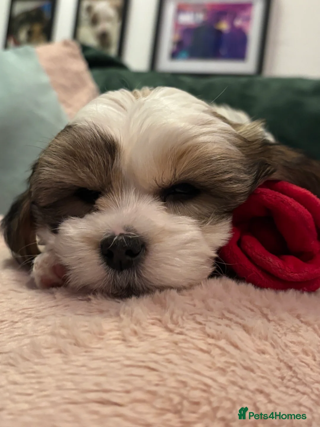 Mixed Breed dogs for sale: Now good to go . - Advert 10