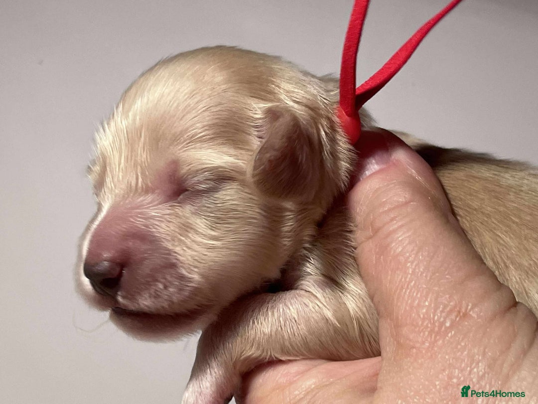 Miniature Dachshund dogs for sale: 5*Licensed+CREAMLONGHAIR+KCreg+PRACLEAR+Vetchecked - Advert 20