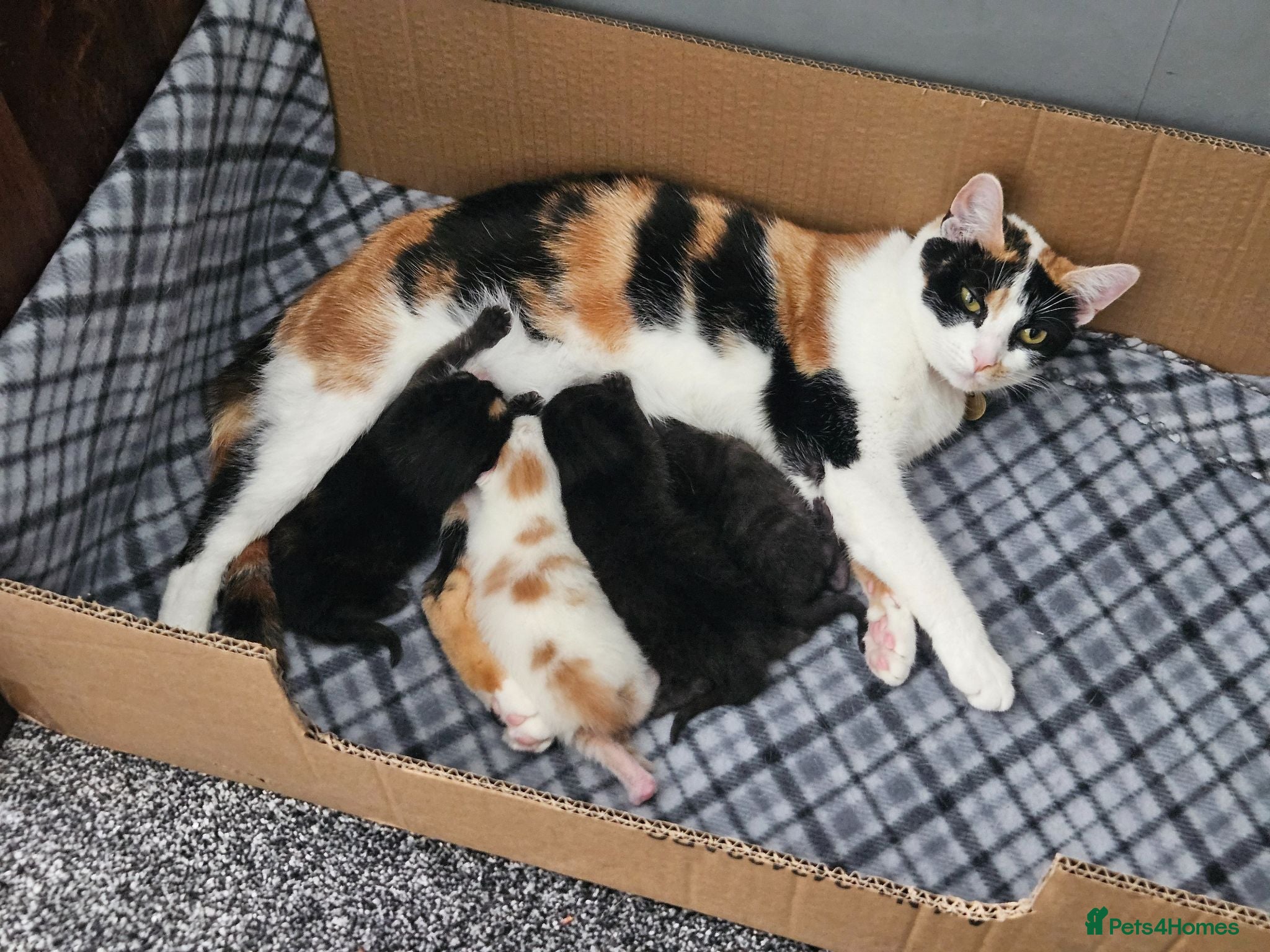 Mixed Breed cats 4 beautiful kittens - Advert 1