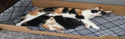 Mixed Breed cats for sale: 4 beautiful kittens in Middlesbrough - Advert 1