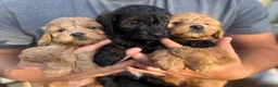 Cockapoo dogs for sale: Cockapoo puppies F1B - Advert 16