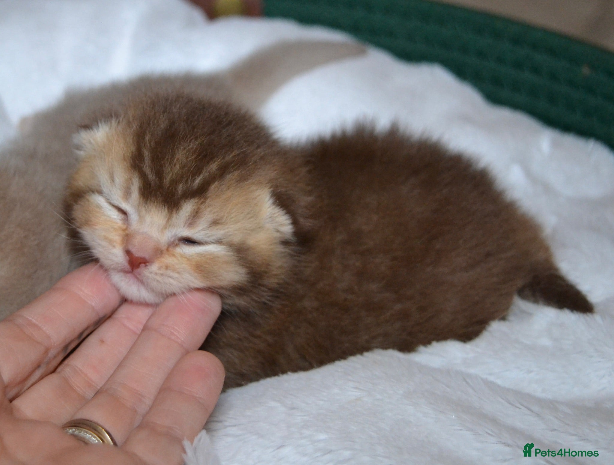 British Shorthair cats Dominant blue eyed KITTENS  - Advert 1