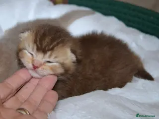 British Shorthair cats Dominant blue eyed KITTENS - Advert 1