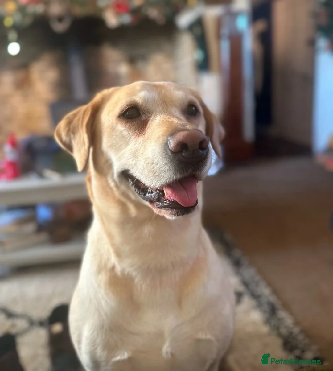 Labrador Retriever dogs for stud: Handsome family labrador proven stud  - Advert 2