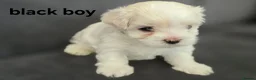 Maltese dogs for sale: ⭐️KC registered Maltese puppies⭐️ - Advert 37