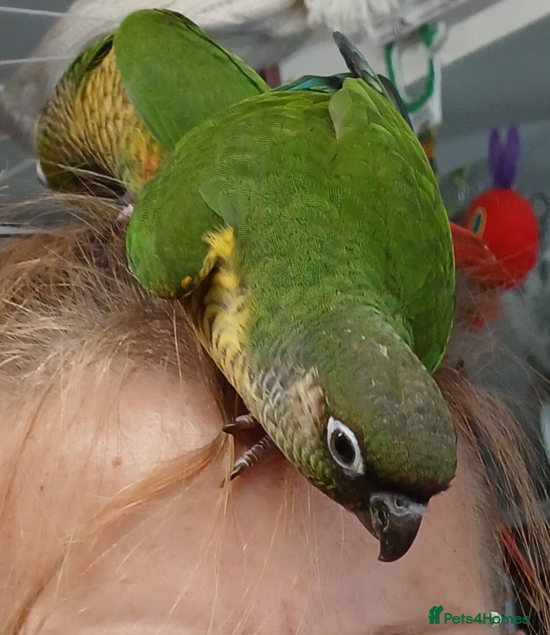 Parakeets birds for sale: Handreared Conures! Kakariki and lovebirds  - Image 13