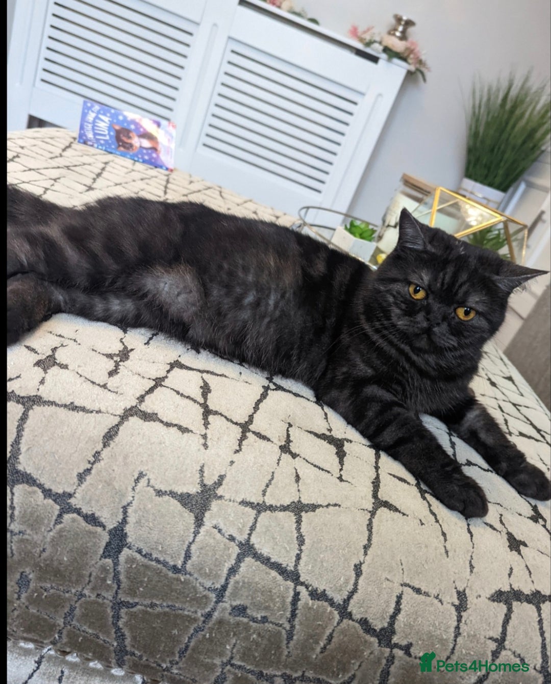 British Shorthair cats for sale: ✨️RARE✨️Black smoke BSH and 1 blue longhair - Advert 5
