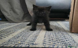 Mixed Breed cats for sale: Adorable Ragdoll Mix Kittens  - Image 8