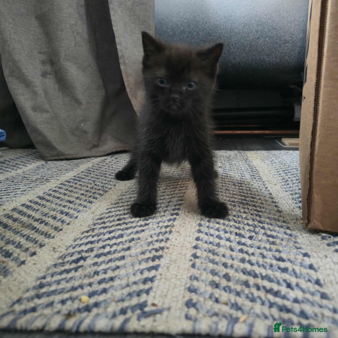 Mixed Breed cats for sale: Adorable Ragdoll Mix Kittens  - Image 8