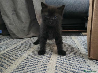 Mixed Breed cats Adorable Ragdoll Mix Kittens - Advert 18