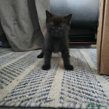 Mixed Breed cats - Advert 10