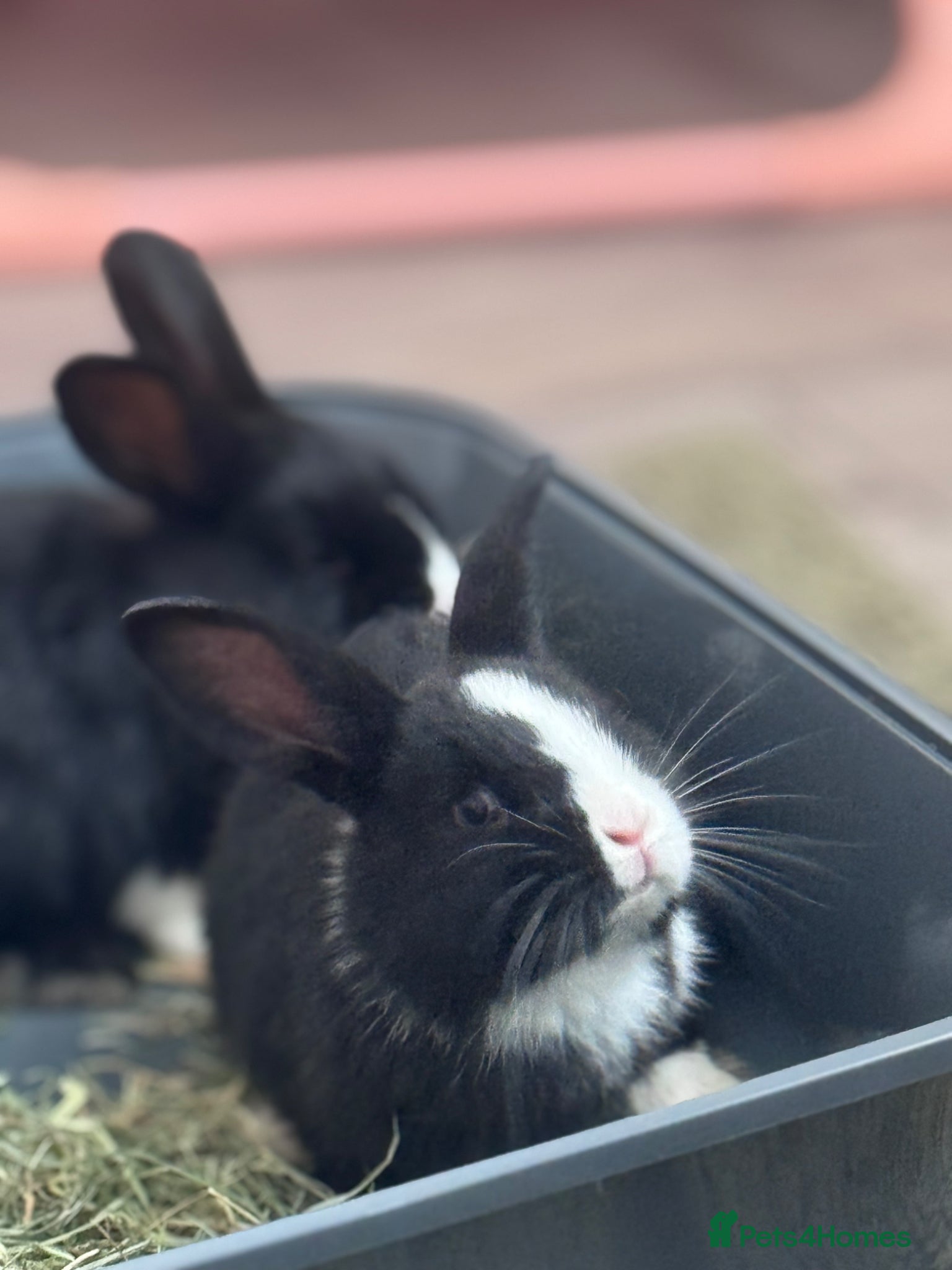 Mixed Breed rabbits Adorable Rex x Dutch x Lop buns Available 🐰 - Advert 3
