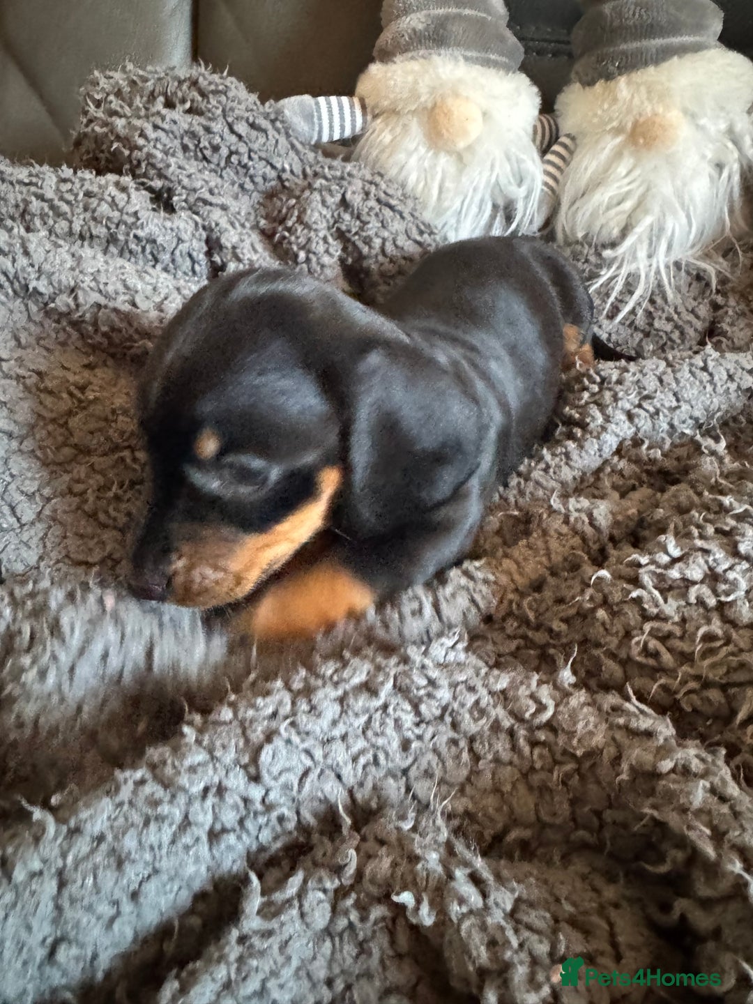 Dachshund dogs for sale: 3 Dachshunds will be ready for  **  - Advert 9