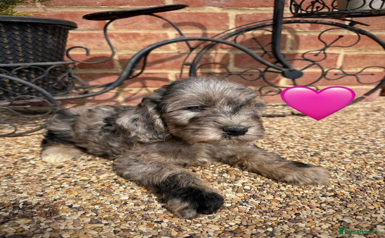Cockapoo dogs - Advert 2