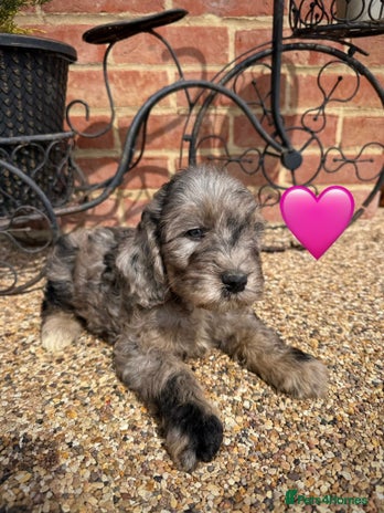 Cockapoo dogs - Advert 3