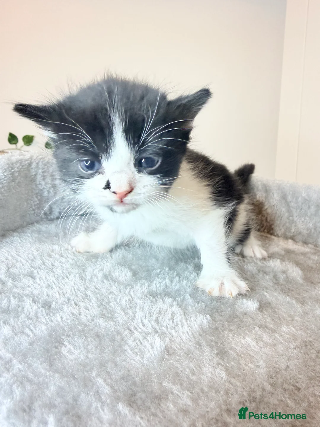 American Shorthair cats for sale: American shorthair/domestic shorthair kittens   in London - Advert 5