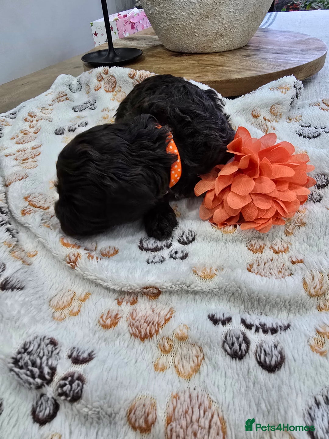 Cavapoo dogs for sale: Beautiful fully health tested cavapoo puppies  - Advert 23