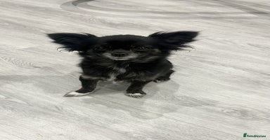 Chihuahua dogs Stunning Chihuahua Puppies ⭐️ - Advert 6